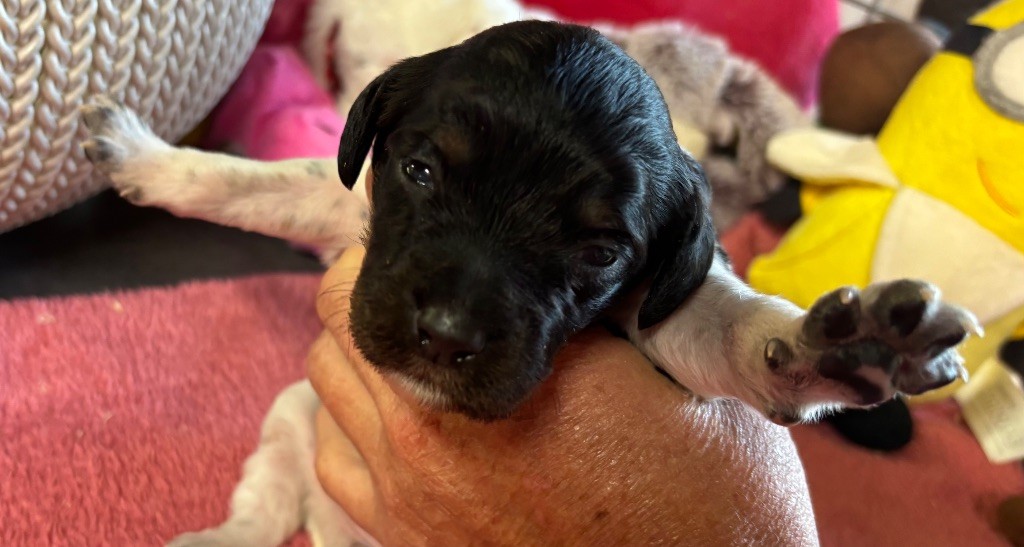 des Etangs de Dame Blanche - Chiots disponibles - Epagneul Breton