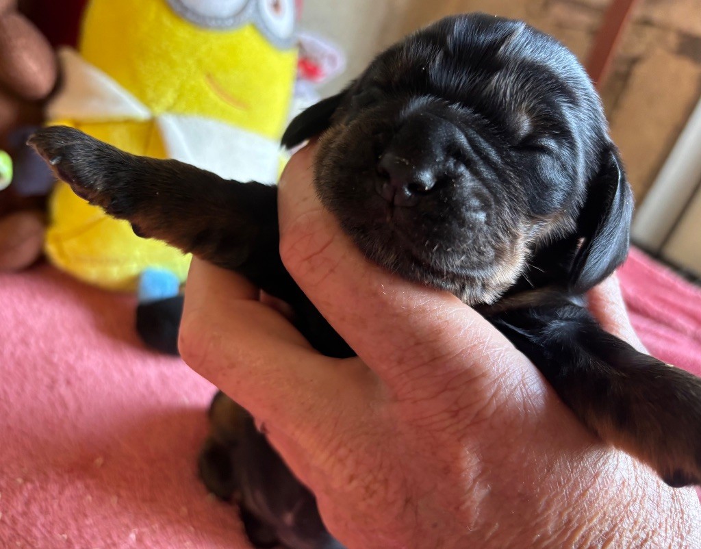 des Etangs de Dame Blanche - Chiots disponibles - Cocker Spaniel Anglais