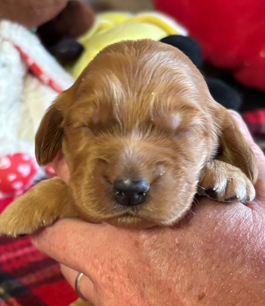 des Etangs de Dame Blanche - Chiots disponibles - Cocker Spaniel Anglais