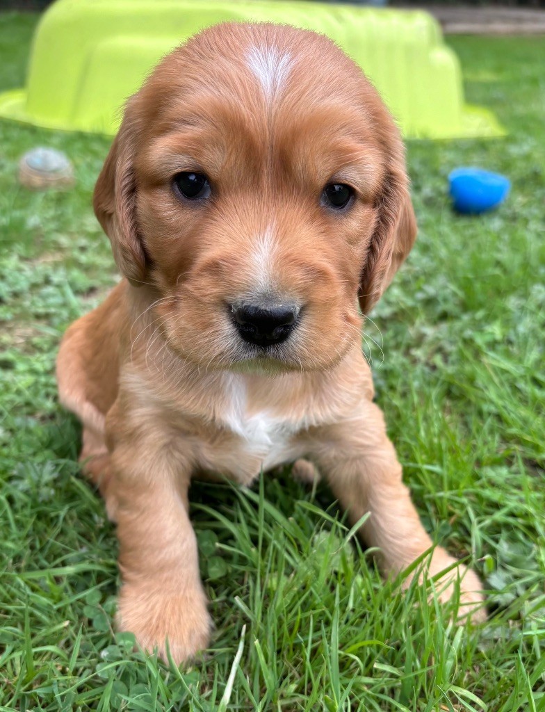 des Etangs de Dame Blanche - Chiots disponibles - Cocker Spaniel Anglais