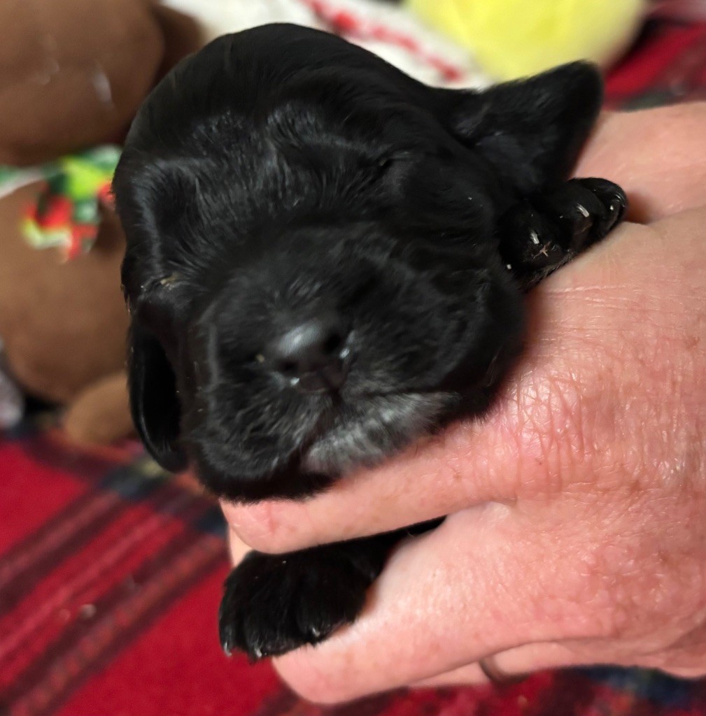 des Etangs de Dame Blanche - Chiots disponibles - Cocker Spaniel Anglais