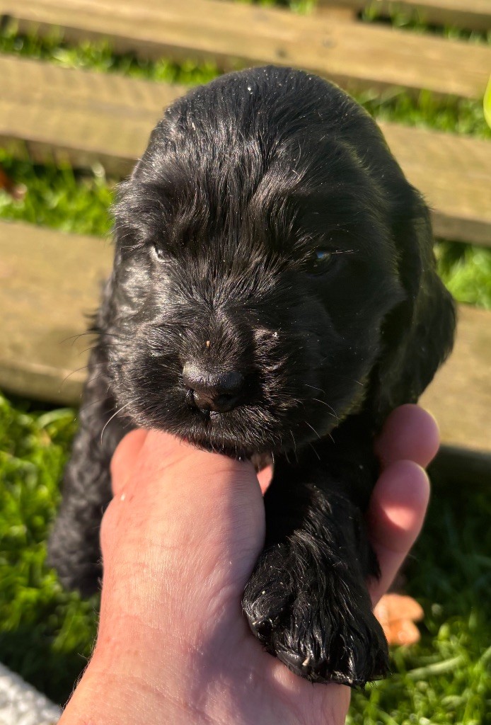 des Etangs de Dame Blanche - Chiots disponibles - Cocker Spaniel Anglais