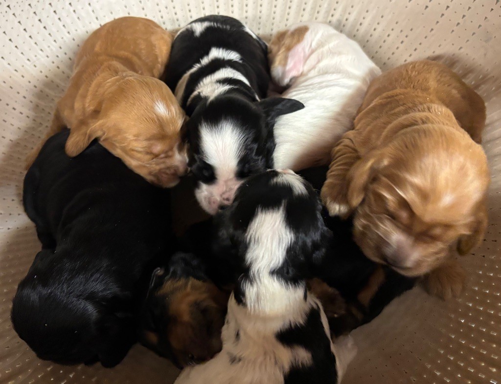 des Etangs de Dame Blanche - Cocker Spaniel Anglais - Portée née le 30/10/2025