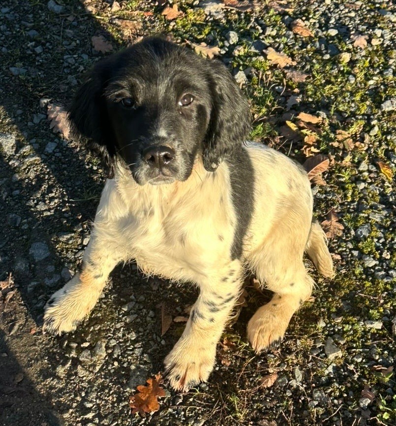 des Etangs de Dame Blanche - Chiots disponibles - English Springer Spaniel