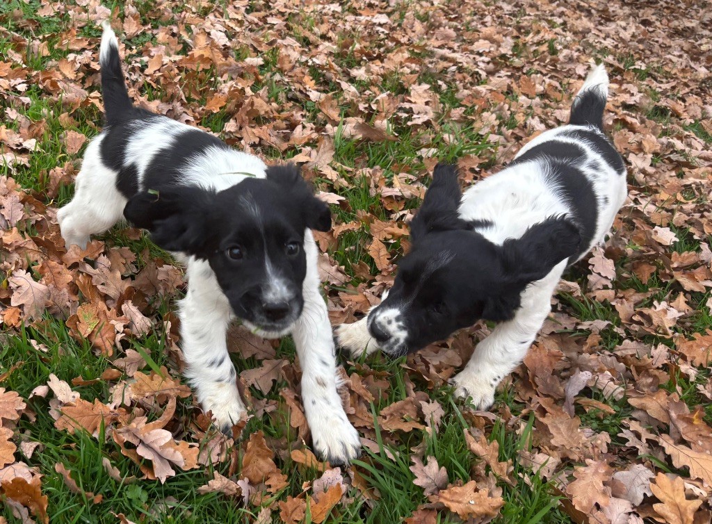 des Etangs de Dame Blanche - English Springer Spaniel - Portée née le 11/09/2025