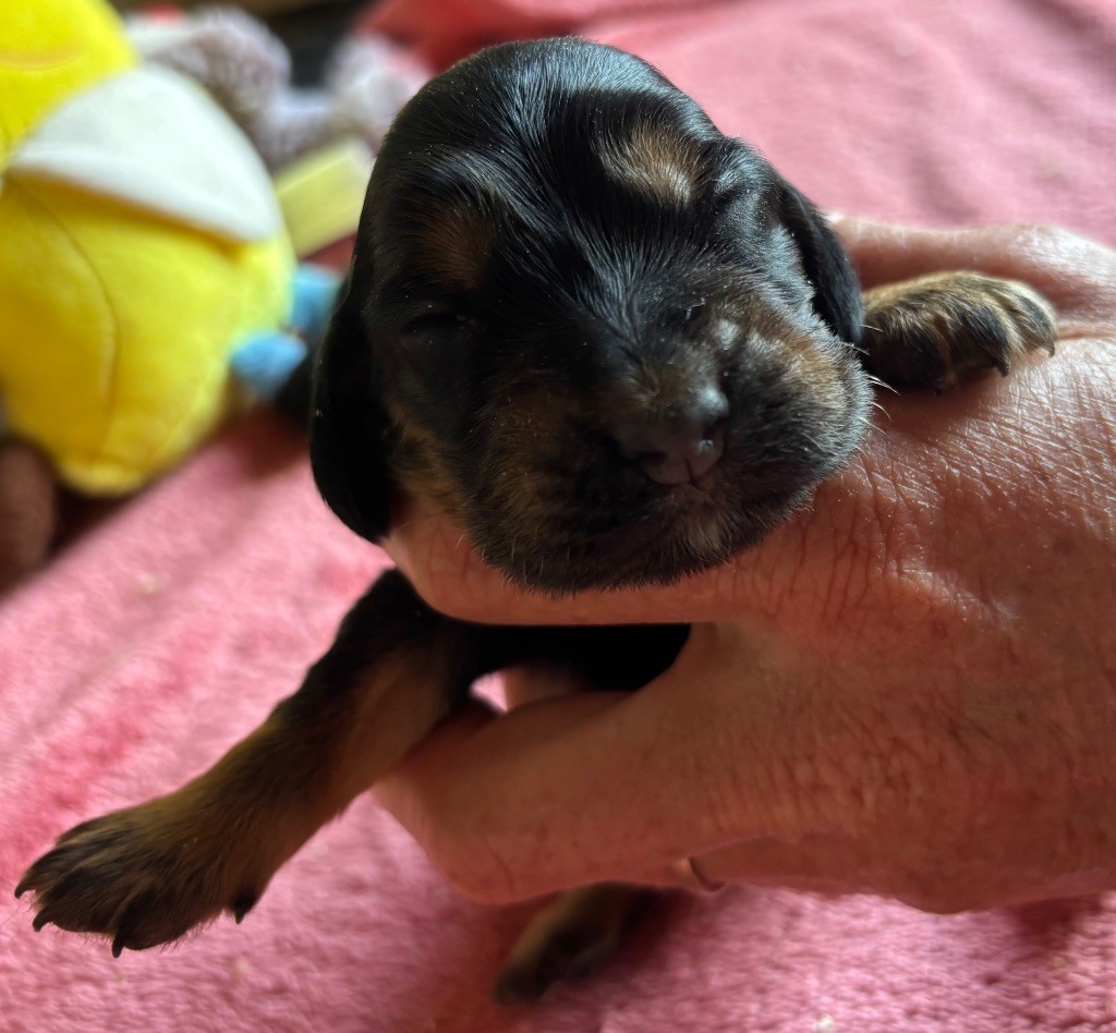 des Etangs de Dame Blanche - Chiots disponibles - Cocker Spaniel Anglais
