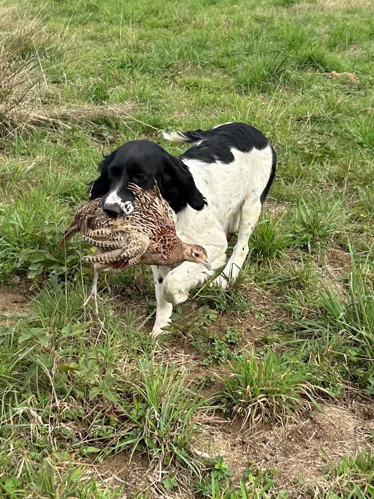 des Etangs de Dame Blanche - Chiots disponibles - English Springer Spaniel
