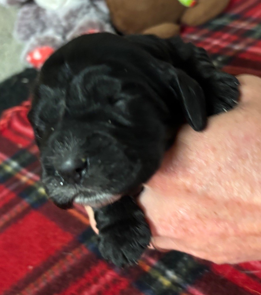 des Etangs de Dame Blanche - Chiots disponibles - Cocker Spaniel Anglais