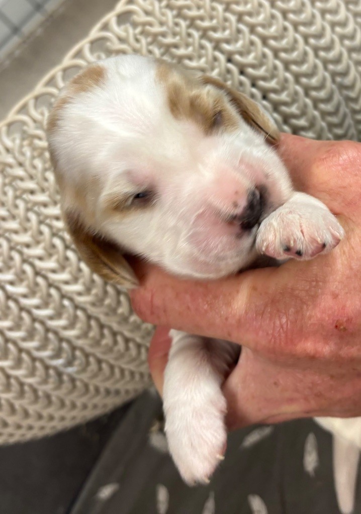 des Etangs de Dame Blanche - Chiots disponibles - Cocker Spaniel Anglais