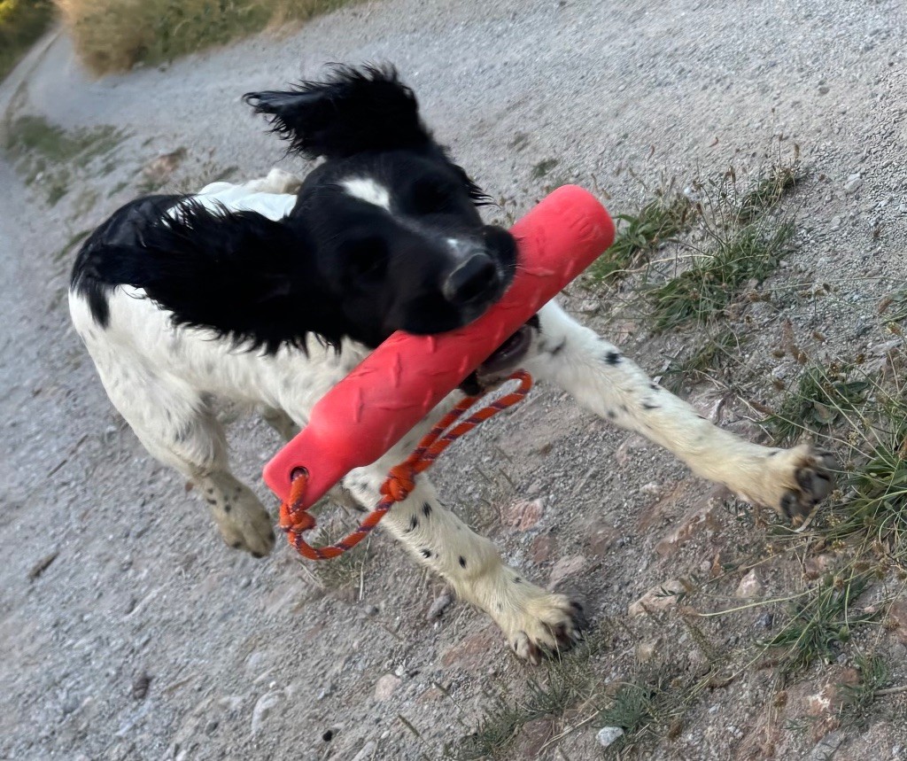 des Etangs de Dame Blanche - Chiots disponibles - English Springer Spaniel