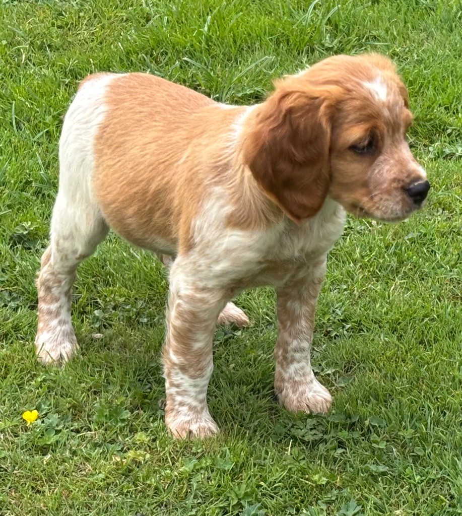 des Etangs de Dame Blanche - Chiots disponibles - Epagneul Breton