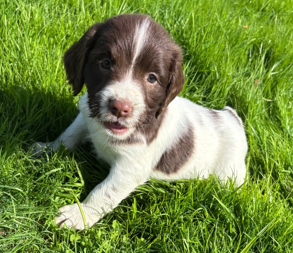 des Etangs de Dame Blanche - Chiots disponibles - English Springer Spaniel
