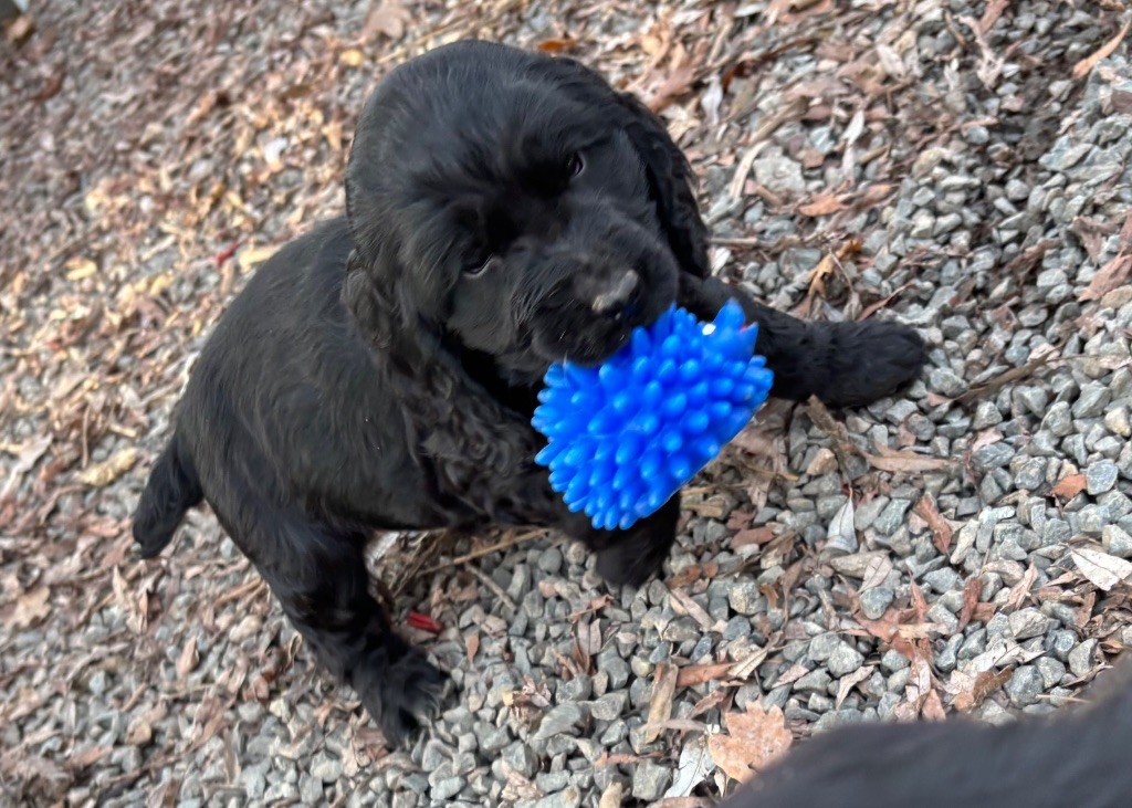 des Etangs de Dame Blanche - Chiots disponibles - Cocker Spaniel Anglais