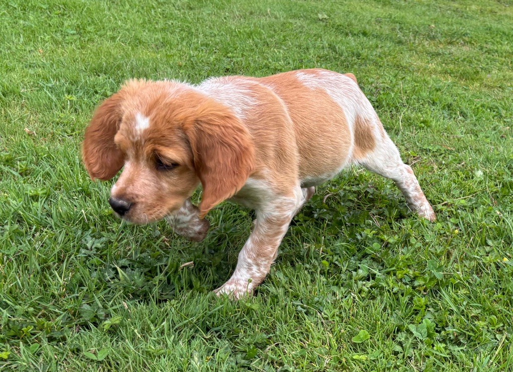 des Etangs de Dame Blanche - Chiots disponibles - Epagneul Breton