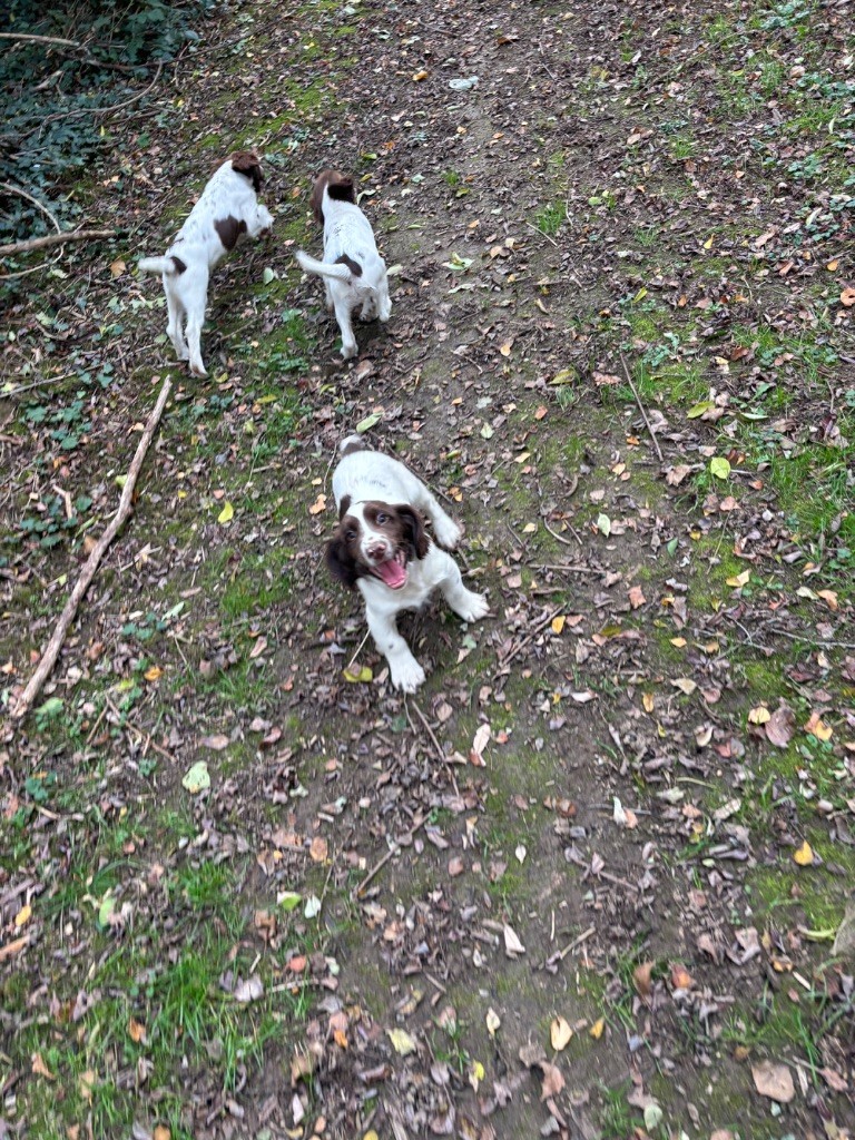 des Etangs de Dame Blanche - English Springer Spaniel - Portée née le 04/09/2025