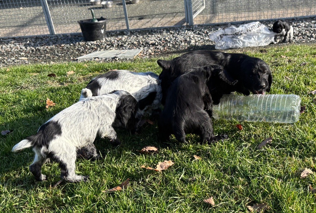 Chiot Cocker Spaniel Anglais des Etangs de Dame Blanche