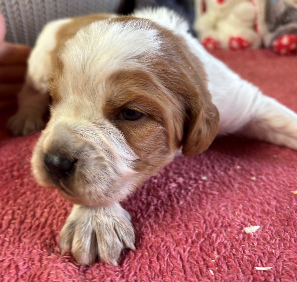 des Etangs de Dame Blanche - Chiots disponibles - Epagneul Breton