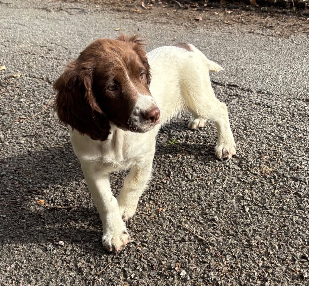 des Etangs de Dame Blanche - Chiots disponibles - English Springer Spaniel