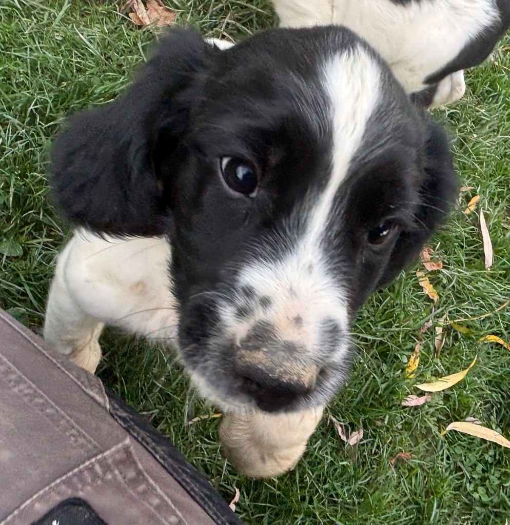 des Etangs de Dame Blanche - Chiots disponibles - English Springer Spaniel