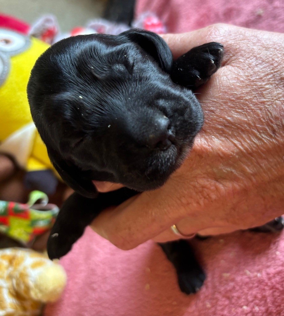 des Etangs de Dame Blanche - Chiots disponibles - Cocker Spaniel Anglais