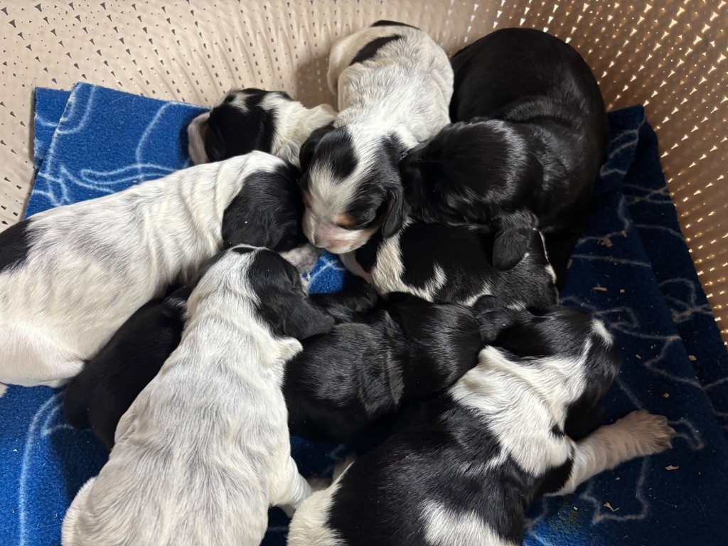 Chiot Cocker Spaniel Anglais des Etangs de Dame Blanche