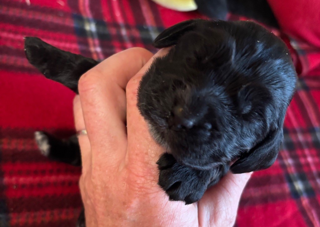 des Etangs de Dame Blanche - Chiots disponibles - Cocker Spaniel Anglais