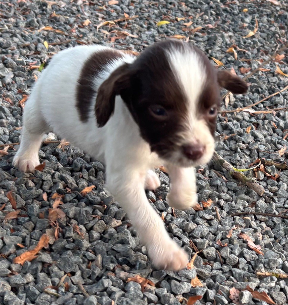 des Etangs de Dame Blanche - Chiots disponibles - English Springer Spaniel