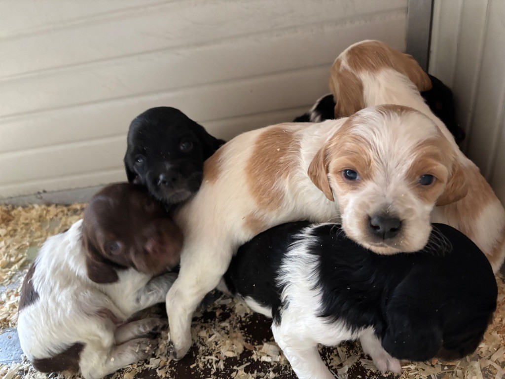 des Etangs de Dame Blanche - Epagneul Breton - Portée née le 01/11/2025
