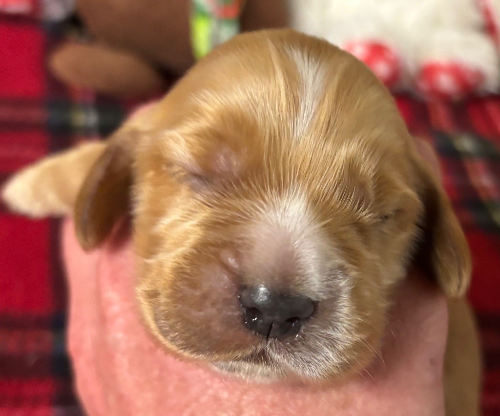 des Etangs de Dame Blanche - Chiots disponibles - Cocker Spaniel Anglais