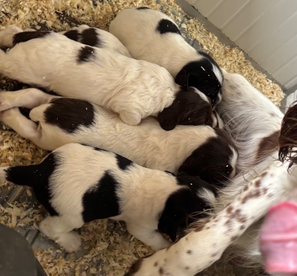 Chiot English Springer Spaniel des Etangs de Dame Blanche