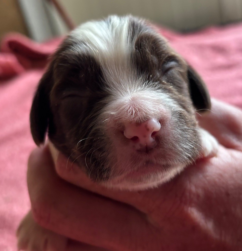des Etangs de Dame Blanche - Chiots disponibles - English Springer Spaniel
