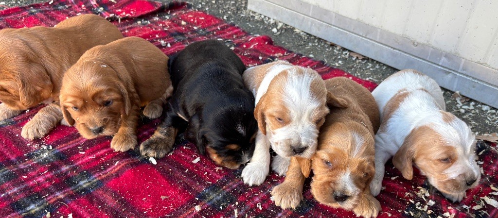 des Etangs de Dame Blanche - Cocker Spaniel Anglais - Portée née le 25/10/2025