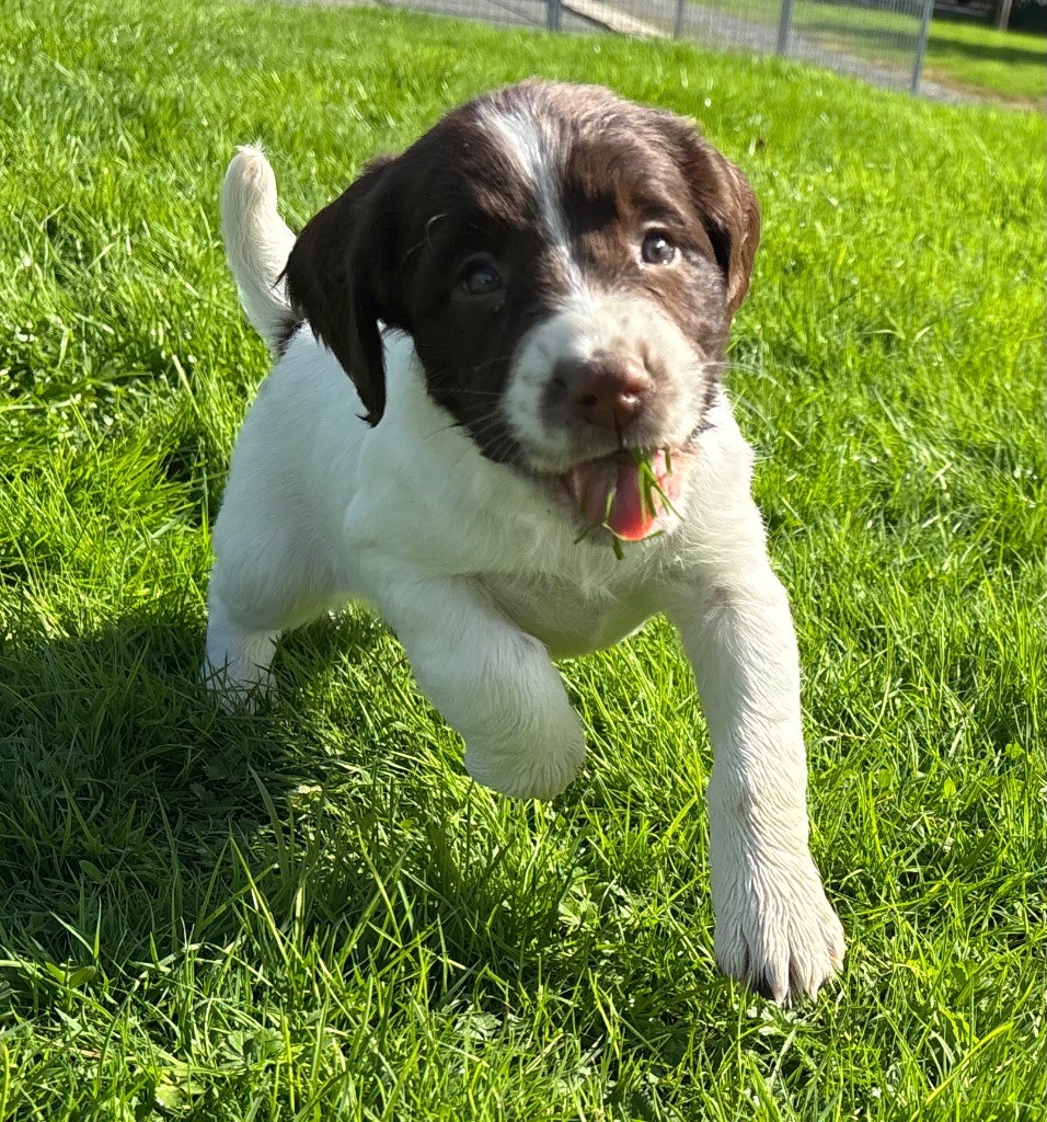 des Etangs de Dame Blanche - Chiots disponibles - English Springer Spaniel