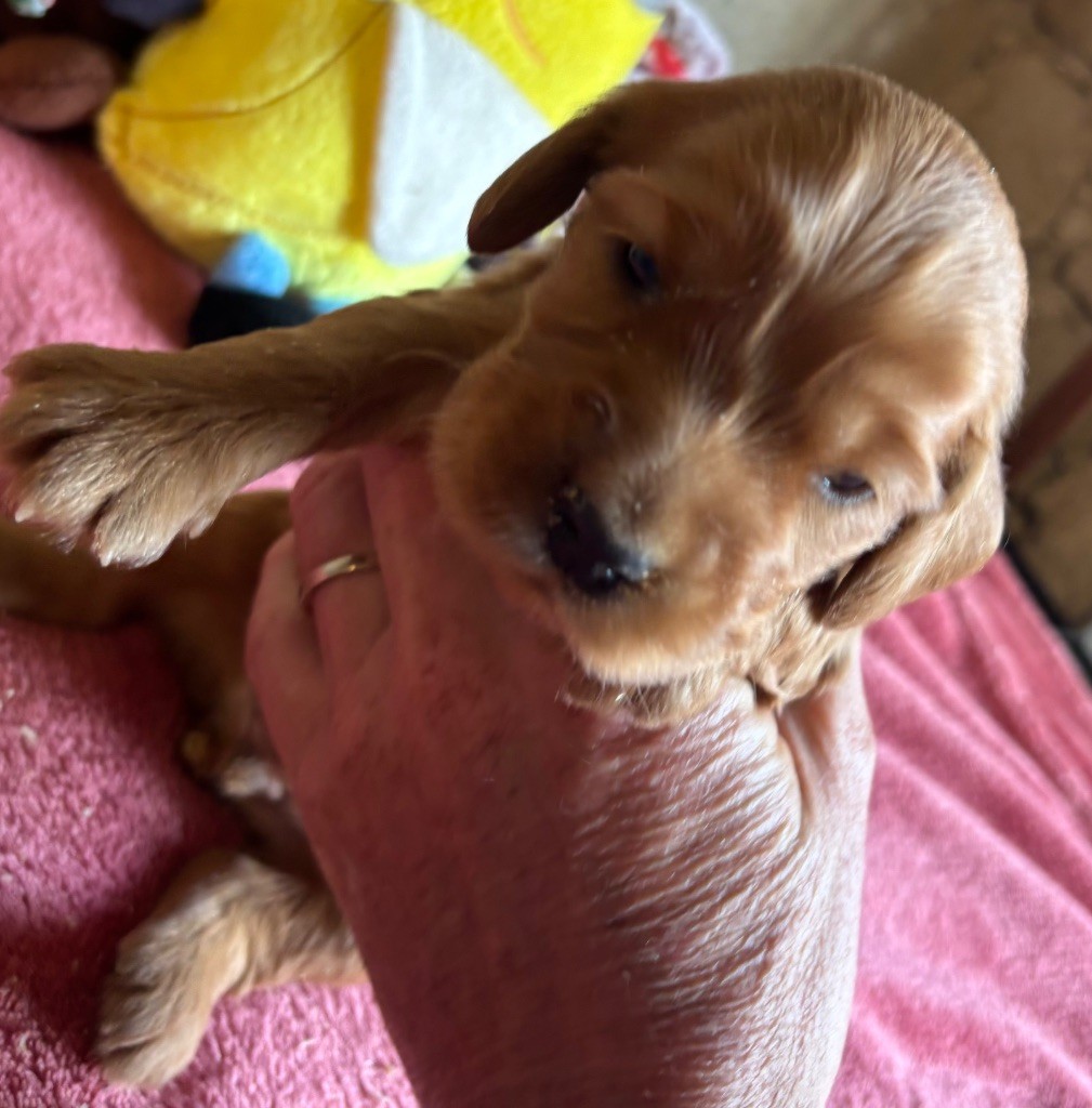 des Etangs de Dame Blanche - Chiots disponibles - Cocker Spaniel Anglais