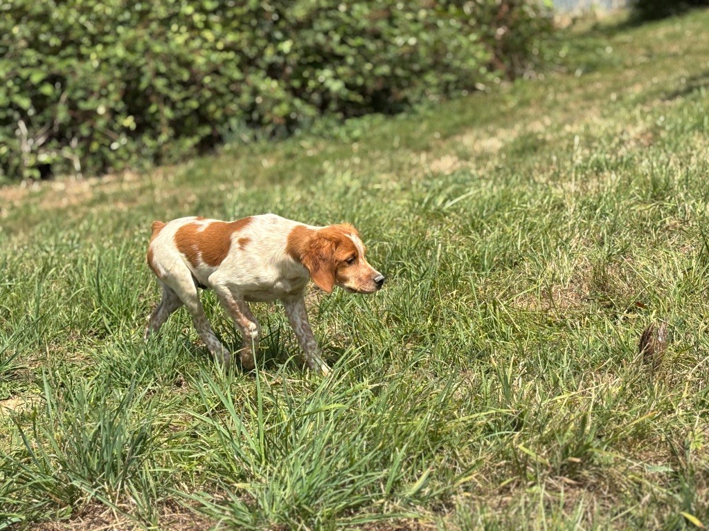 Chiot Epagneul Breton des Etangs de Dame Blanche