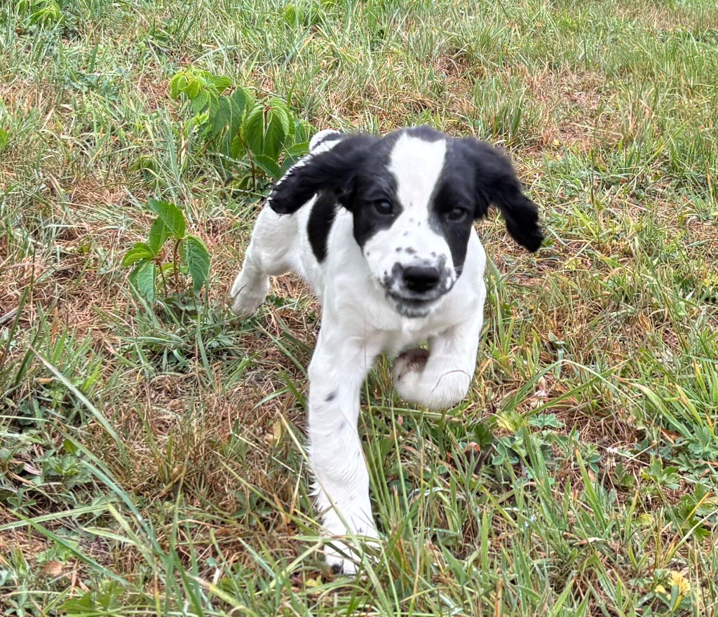 des Etangs de Dame Blanche - Chiots disponibles - English Springer Spaniel