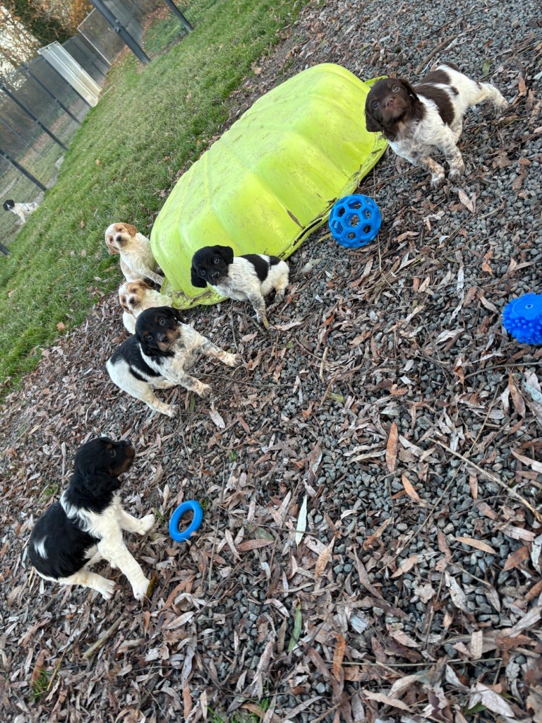 Chiot Epagneul Breton des Etangs de Dame Blanche