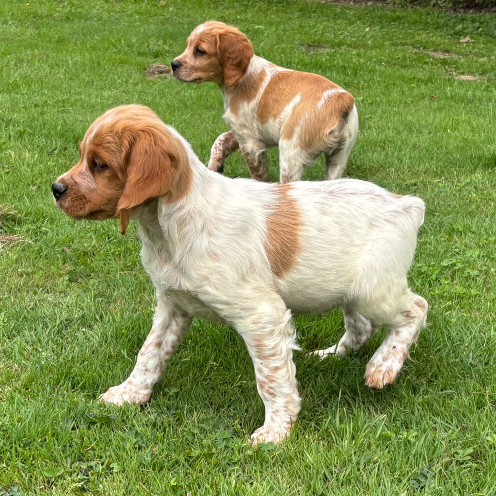 des Etangs de Dame Blanche - Chiots disponibles - Epagneul Breton