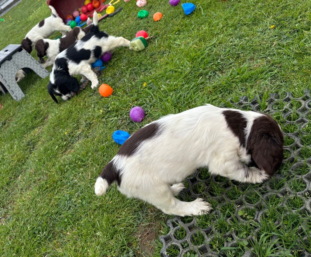 des Etangs de Dame Blanche - English Springer Spaniel - Portée née le 27/03/2025