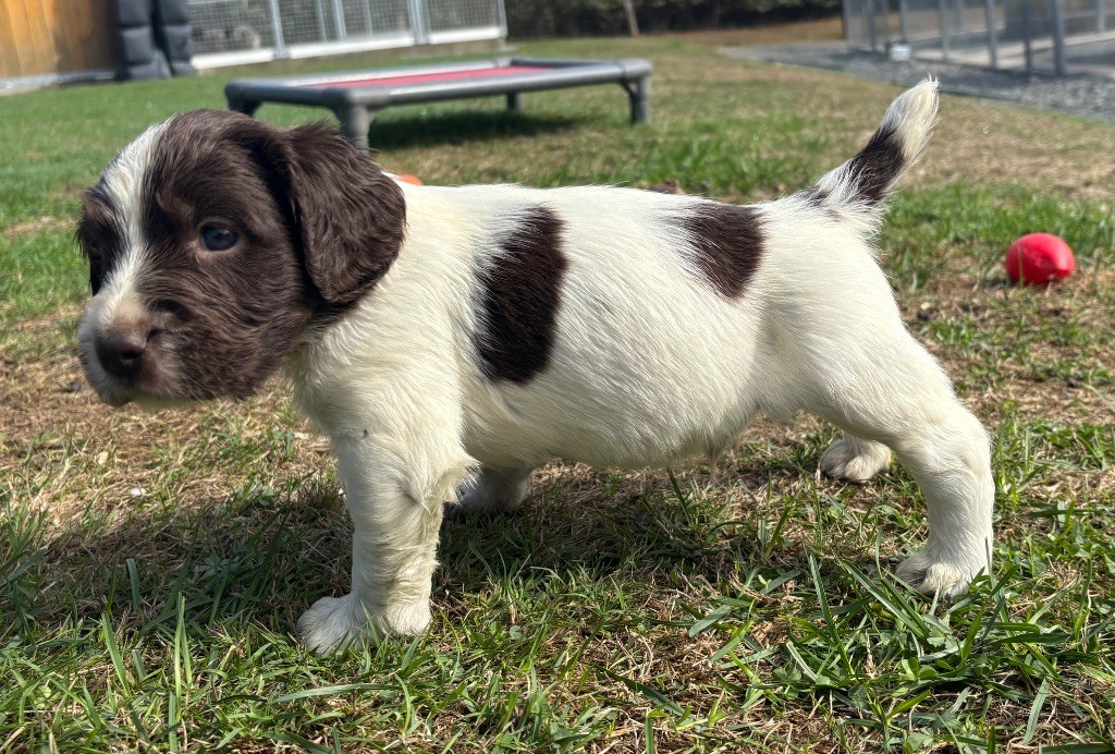 des Etangs de Dame Blanche - Chiots disponibles - English Springer Spaniel