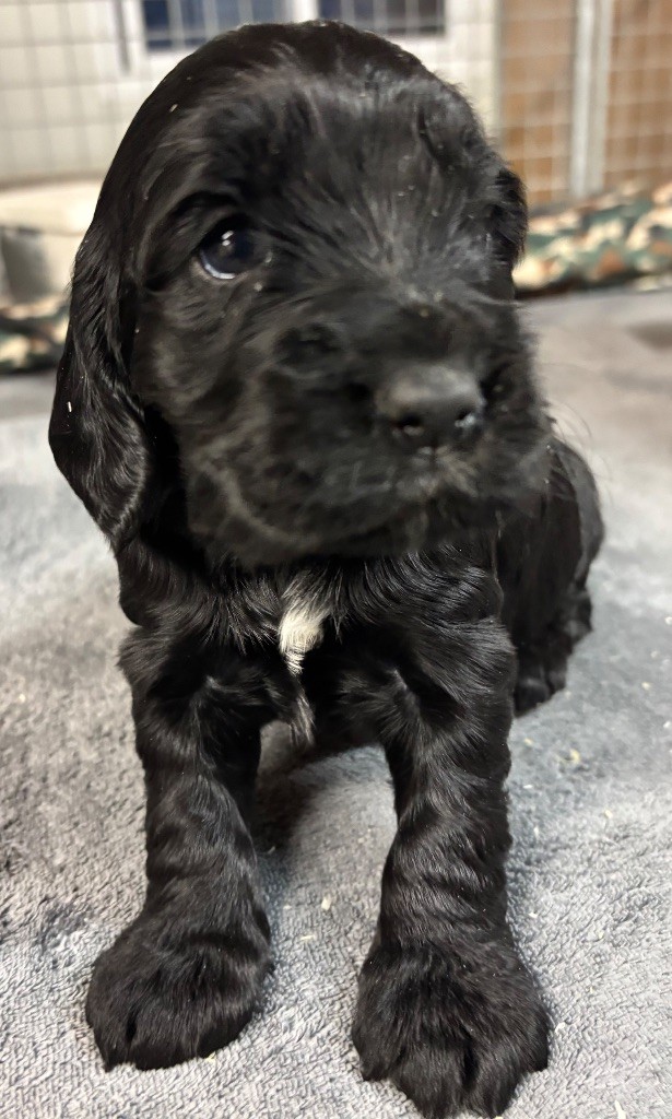 des Etangs de Dame Blanche - Chiots disponibles - Cocker Spaniel Anglais