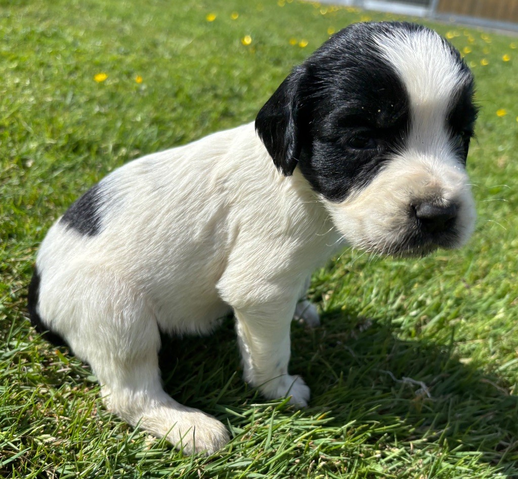 des Etangs de Dame Blanche - Chiots disponibles - English Springer Spaniel