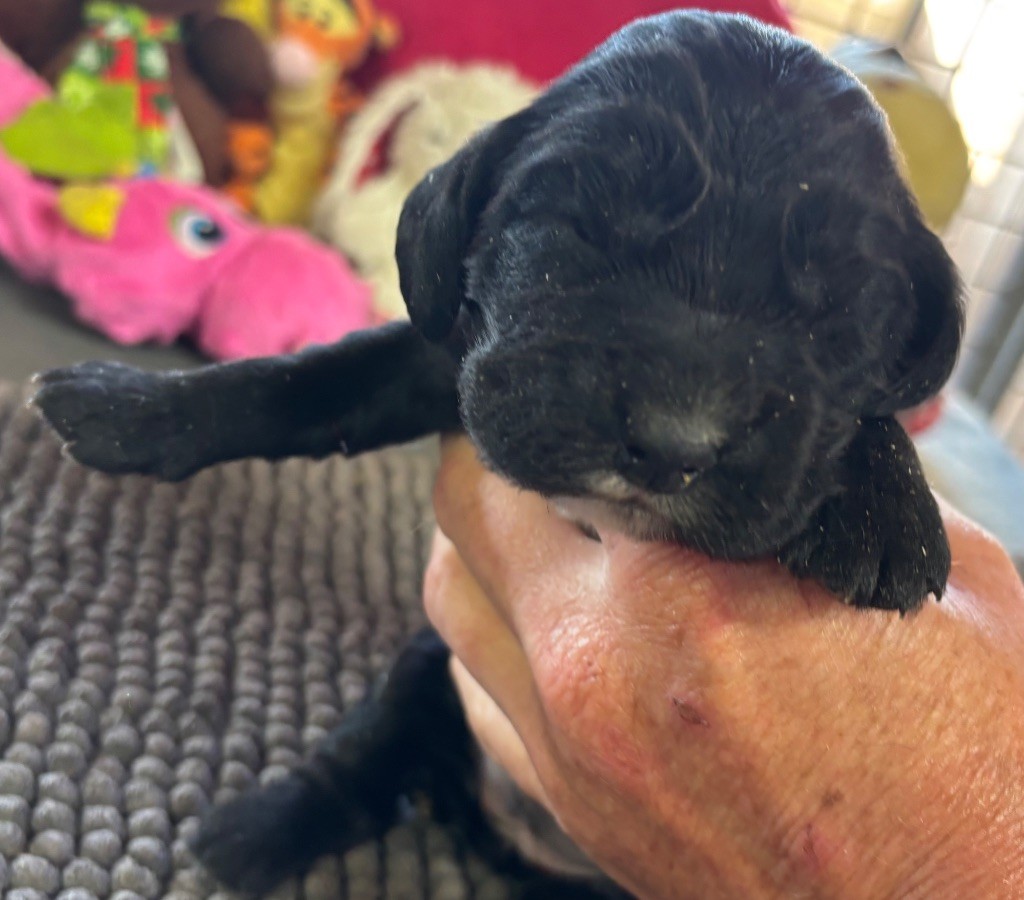 des Etangs de Dame Blanche - Chiots disponibles - Cocker Spaniel Anglais