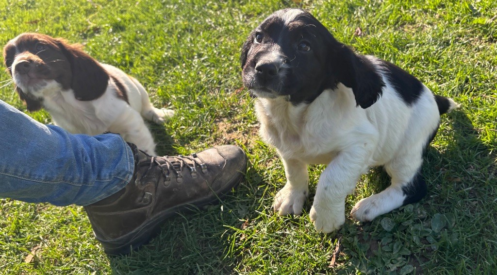 des Etangs de Dame Blanche - Chiots disponibles - English Springer Spaniel