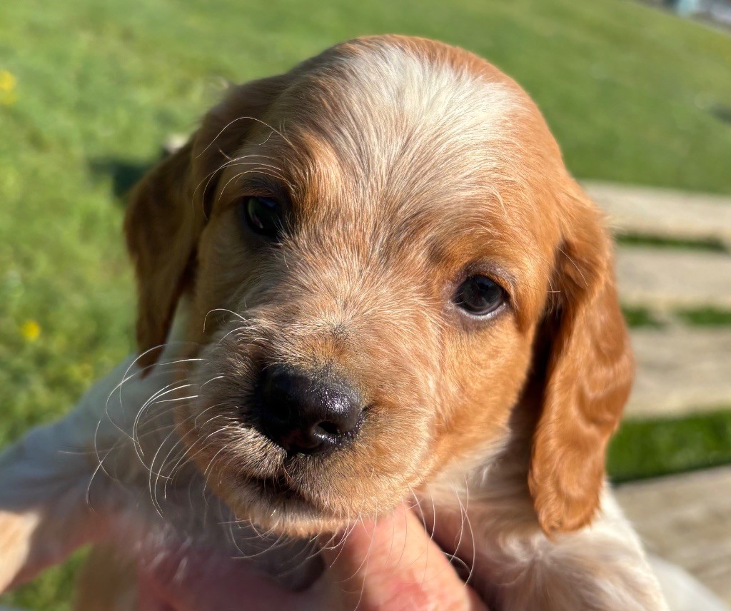 des Etangs de Dame Blanche - Chiots disponibles - Epagneul Breton
