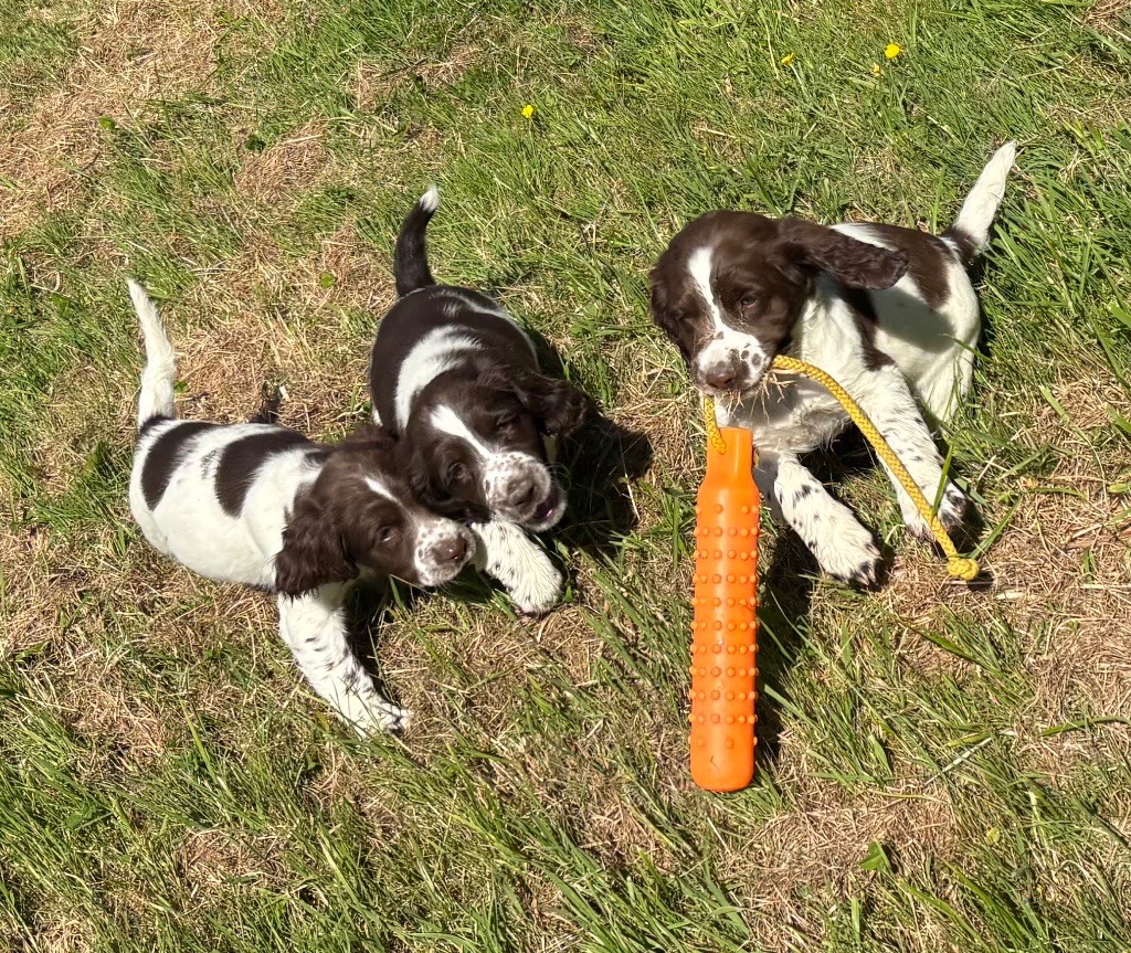 des Etangs de Dame Blanche - English Springer Spaniel - Portée née le 13/03/2025