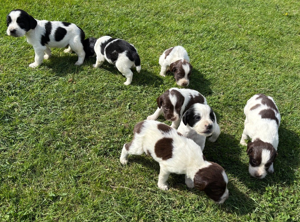 des Etangs de Dame Blanche - English Springer Spaniel - Portée née le 03/05/2025