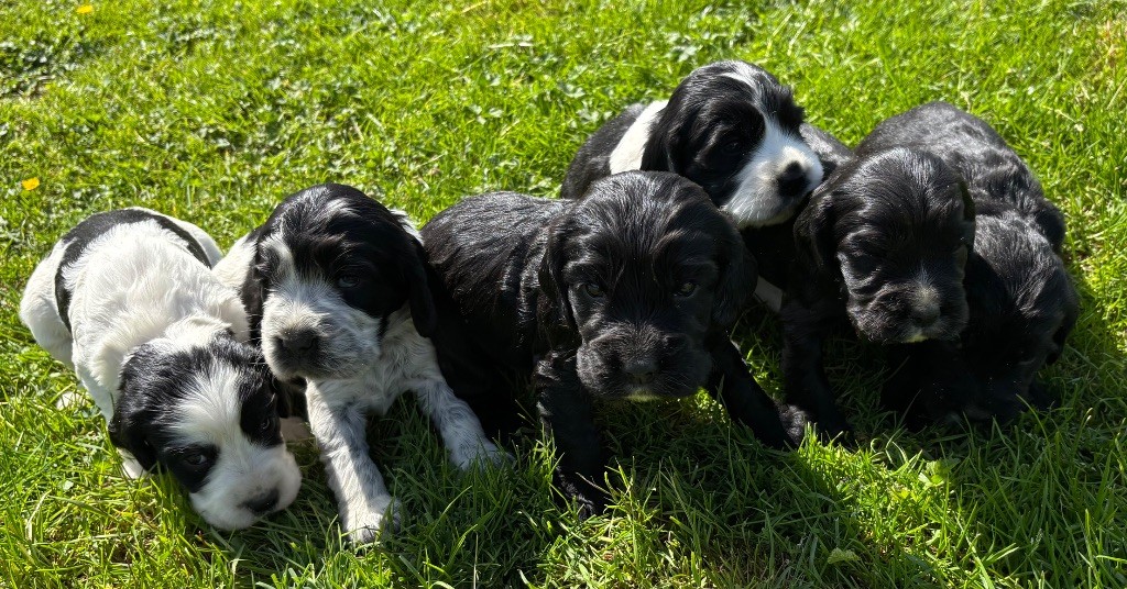 des Etangs de Dame Blanche - Cocker Spaniel Anglais - Portée née le 03/05/2025