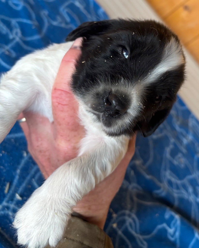 des Etangs de Dame Blanche - Chiots disponibles - English Springer Spaniel